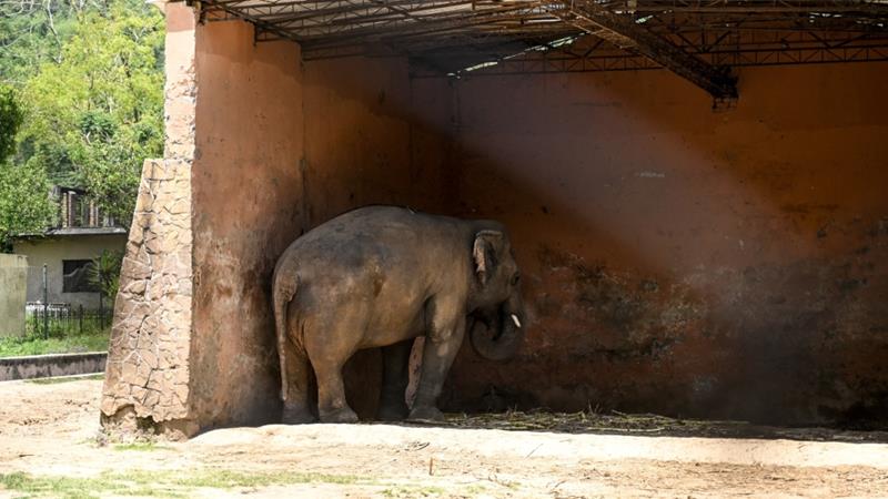 kaavan